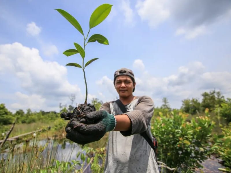 Trees For All