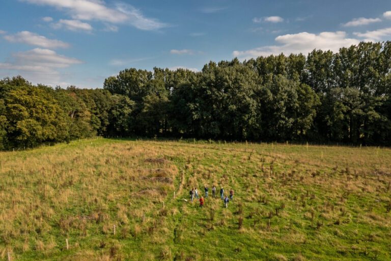 Groene woud - to wander