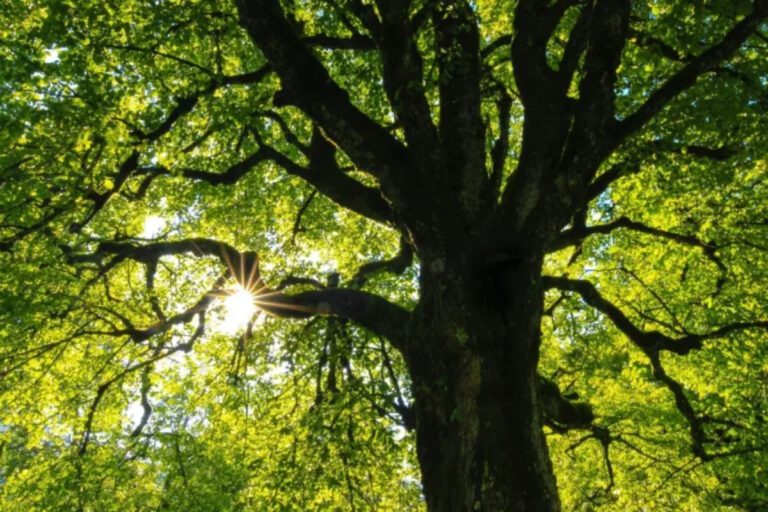 Afbeeldingen to wander 2026 - Trees for all 2 - to wander