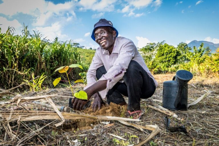 Afbeeldingen to wander 2026 - Trees for all 3 - to wander